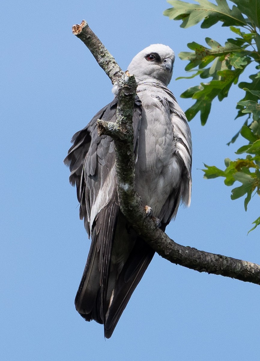 Mississippi Kite - Sibyl Ketcham