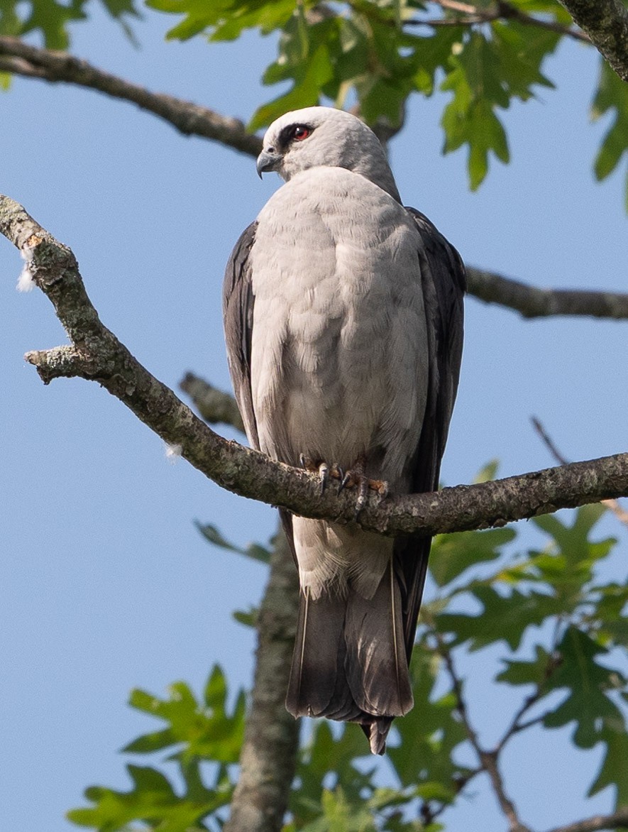Mississippi Kite - ML620506221