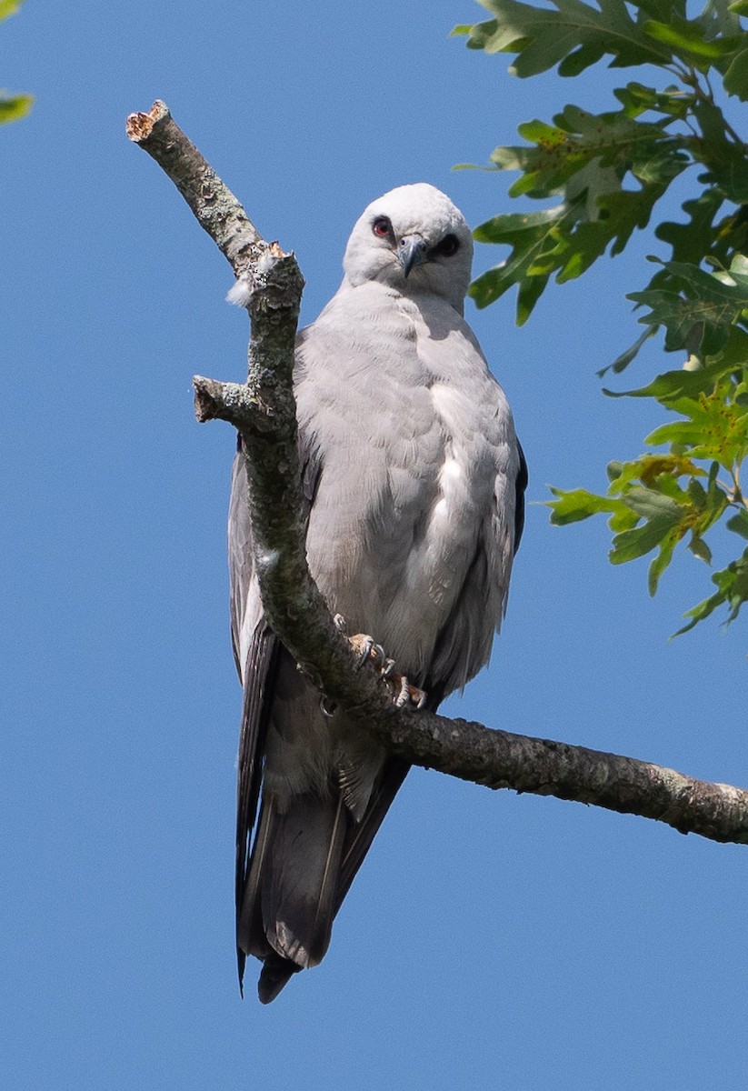 Mississippi Kite - ML620506222