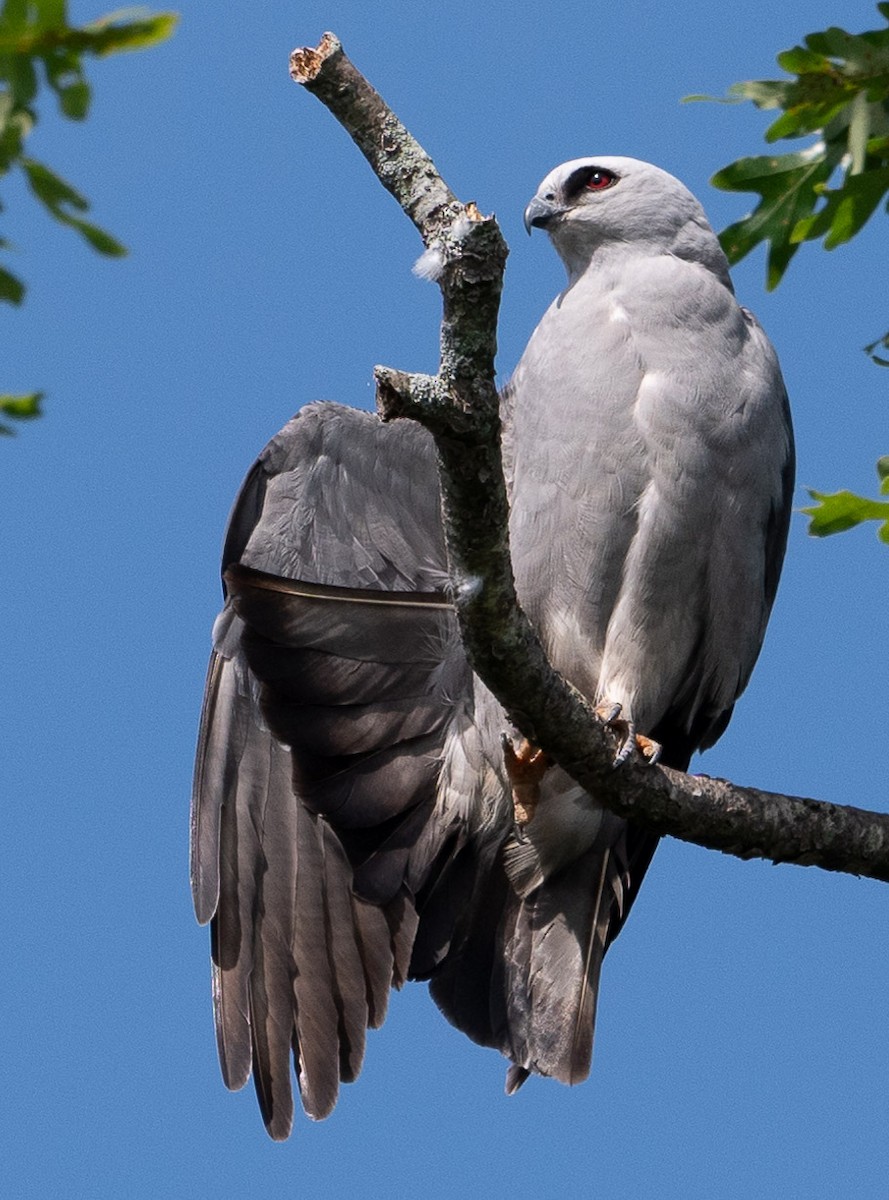 Mississippi Kite - ML620506223