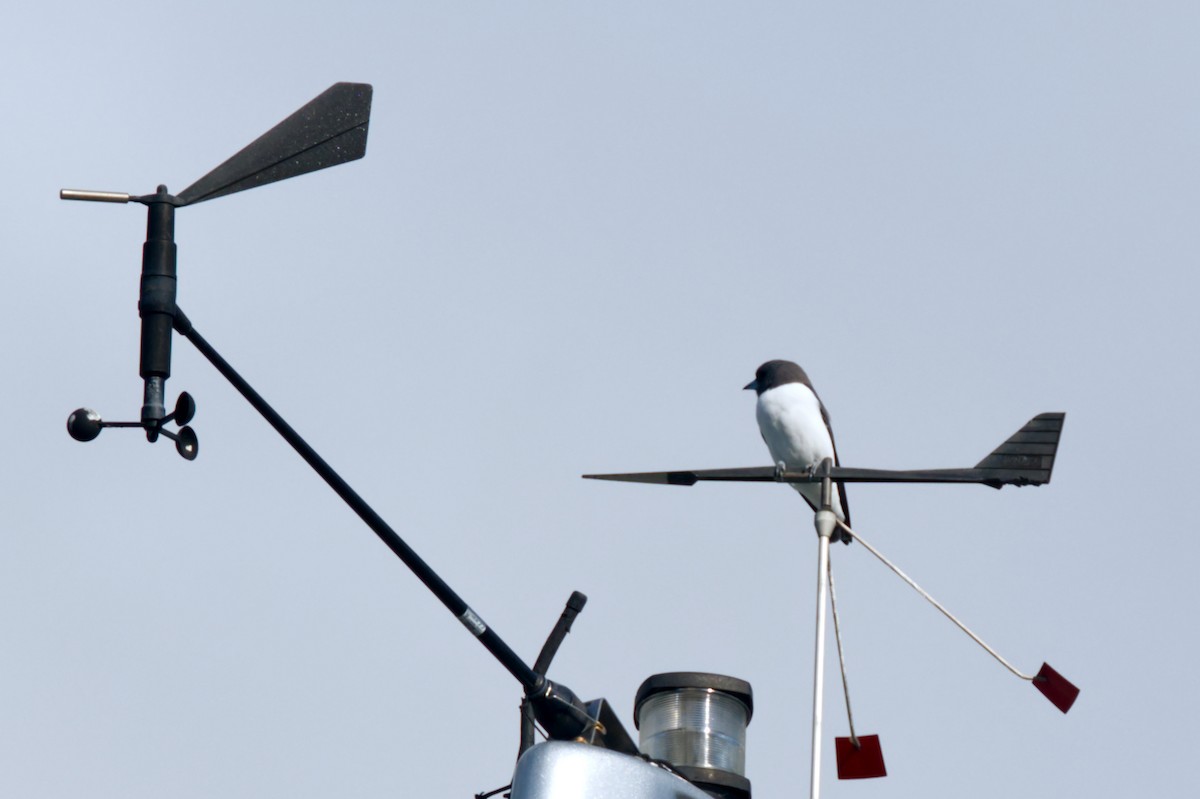 White-breasted Woodswallow - ML620506228