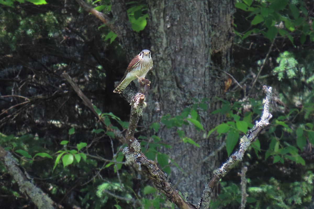 American Kestrel - ML620506239