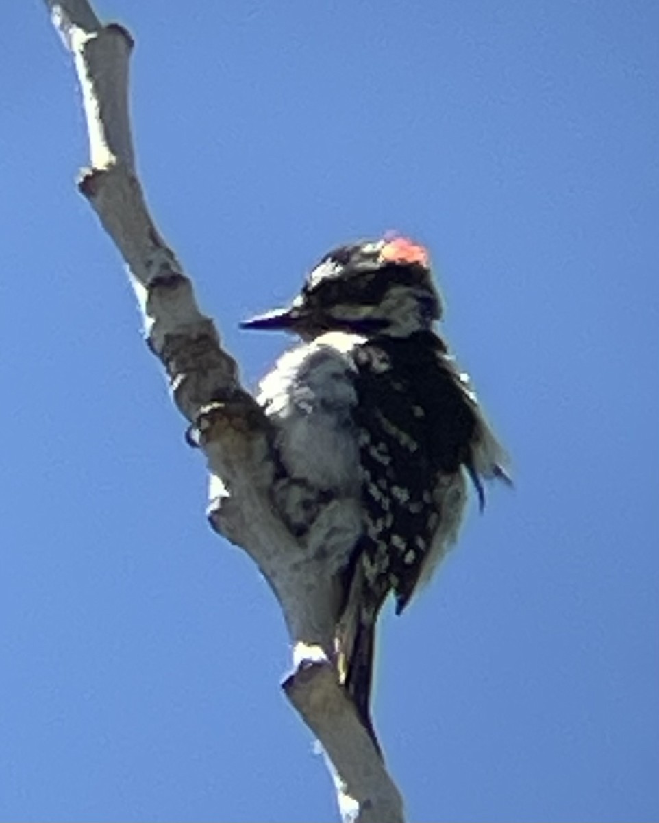 Downy Woodpecker - ML620506241