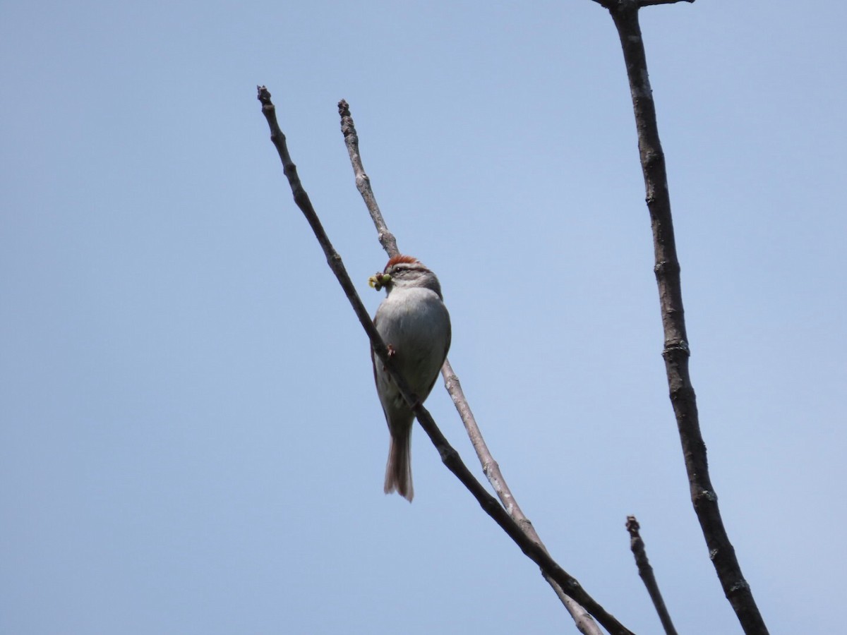Chipping Sparrow - ML620506243