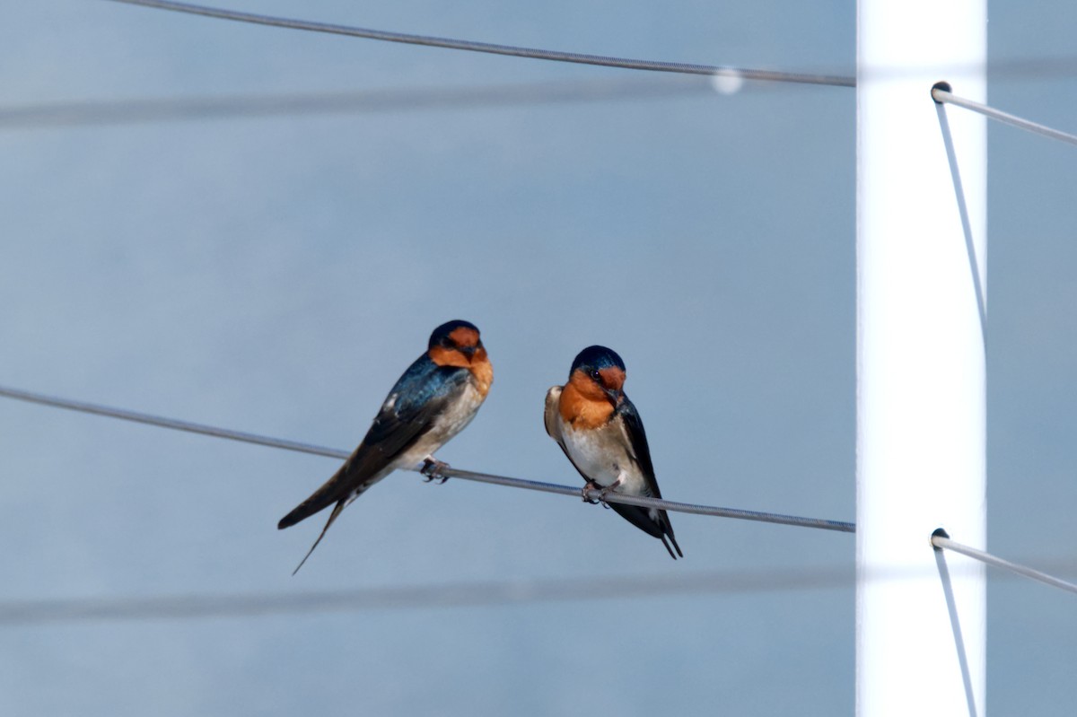 Golondrina Australiana - ML620506246