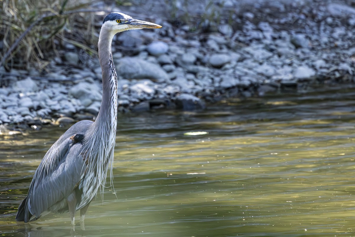 Great Blue Heron - ML620506251