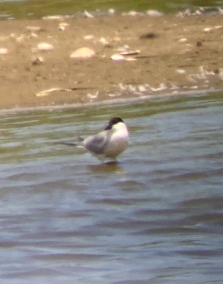 Gull-billed Tern - ML620506252