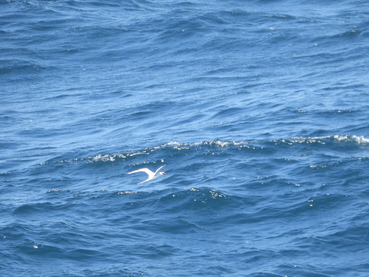 Red-billed Tropicbird - ML620506254