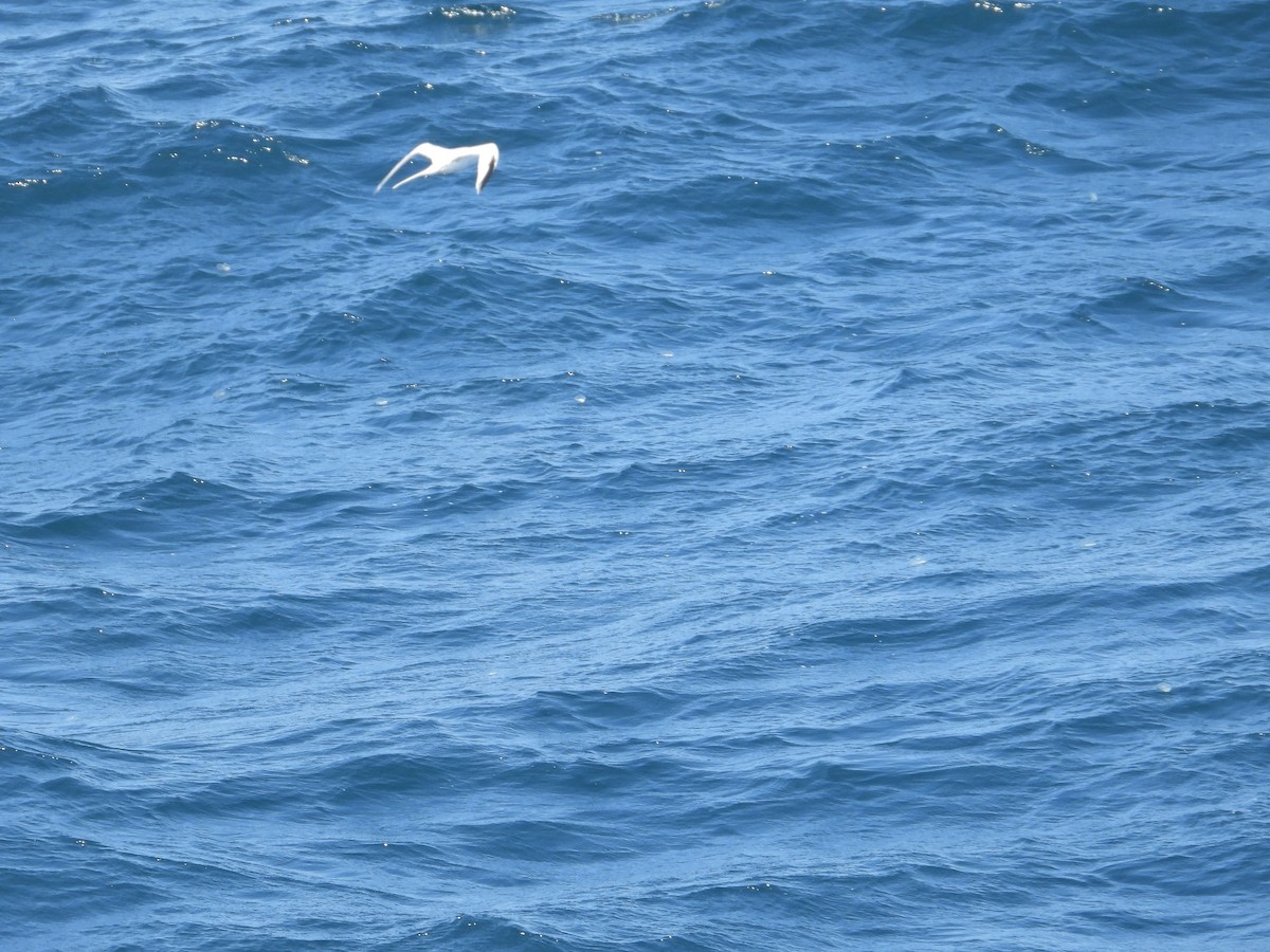 Red-billed Tropicbird - ML620506258