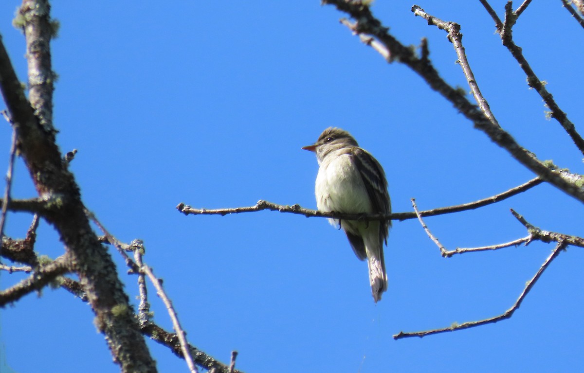 Alder Flycatcher - ML620506260