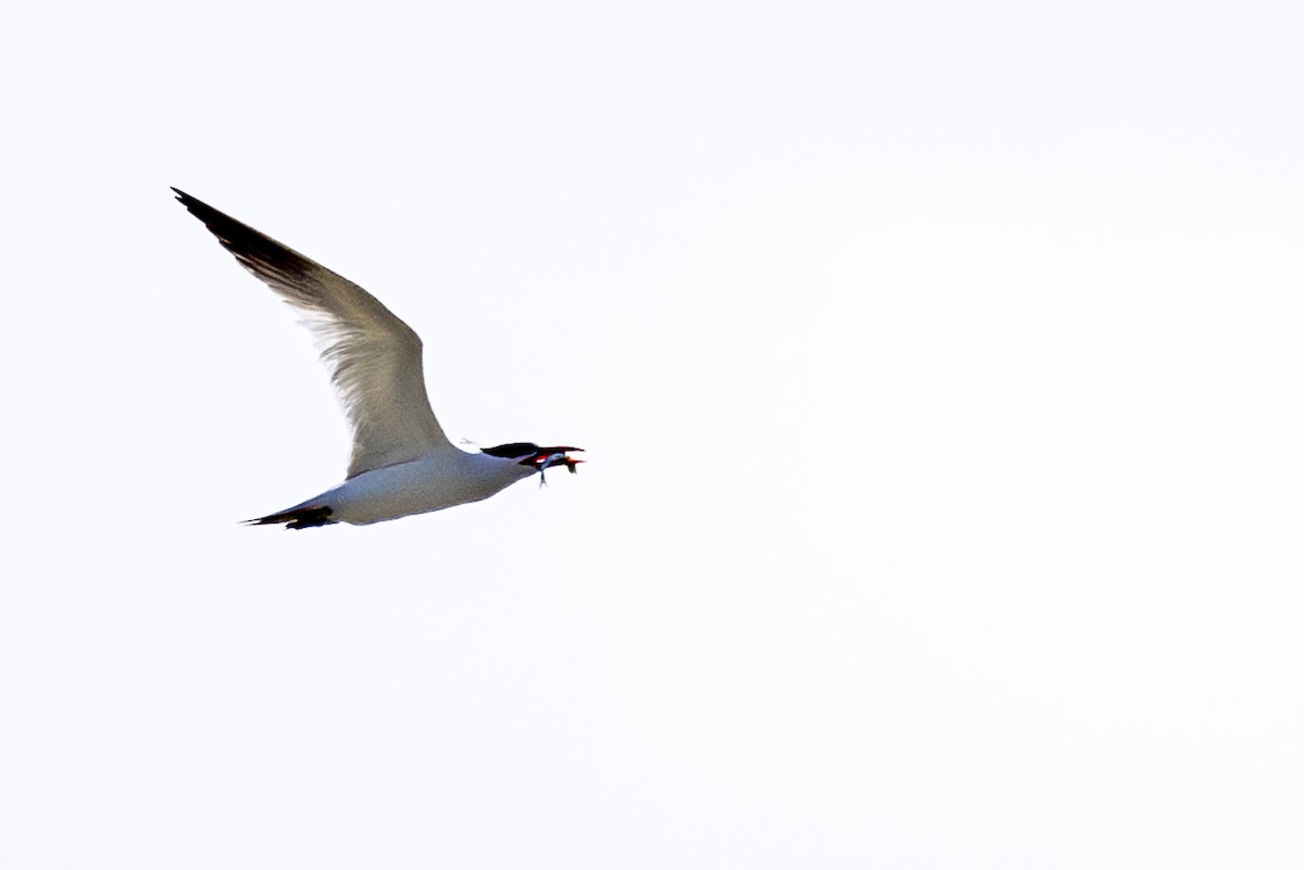 Caspian Tern - ML620506261