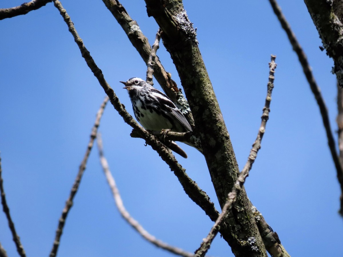 Black-and-white Warbler - ML620506262