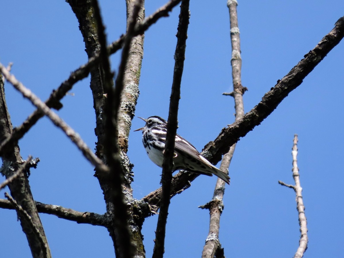 Black-and-white Warbler - ML620506263