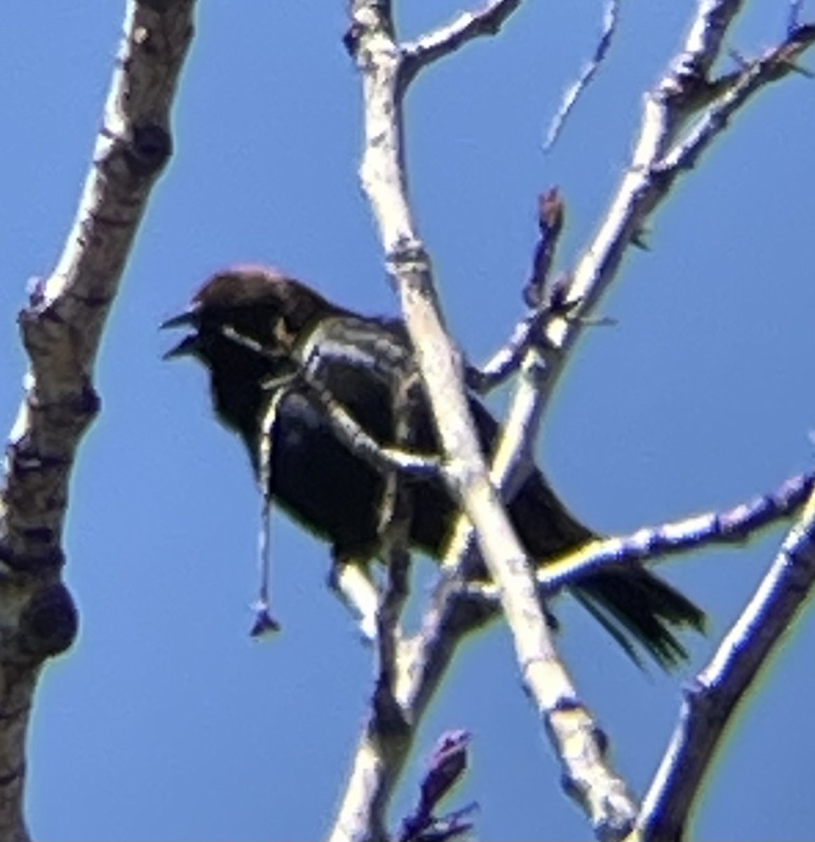 Brown-headed Cowbird - Anonymous