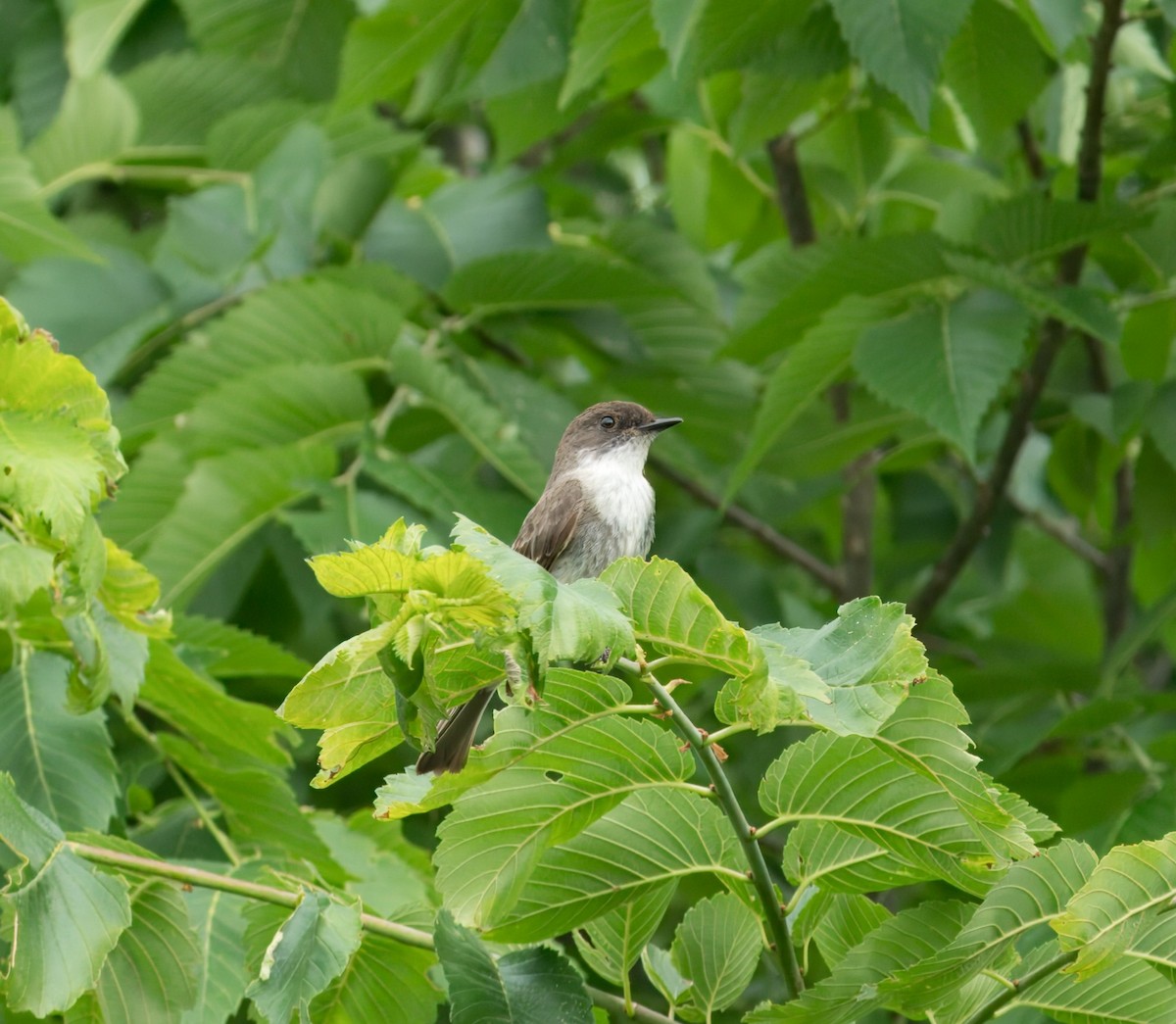 Eastern Phoebe - ML620506266