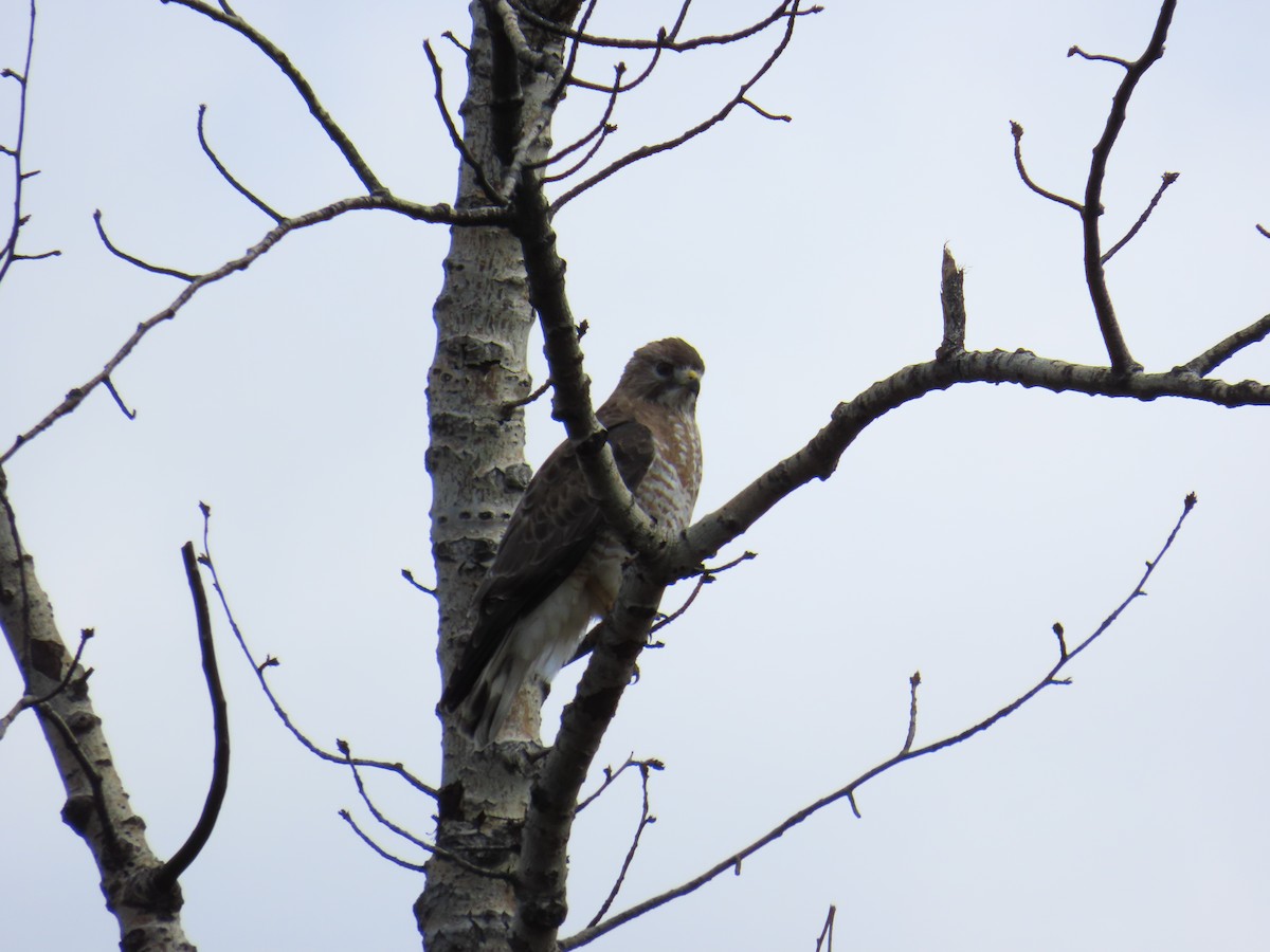 Broad-winged Hawk - John Greaves