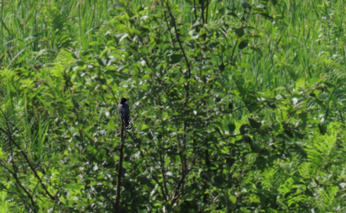 Eastern Kingbird - ML620506268