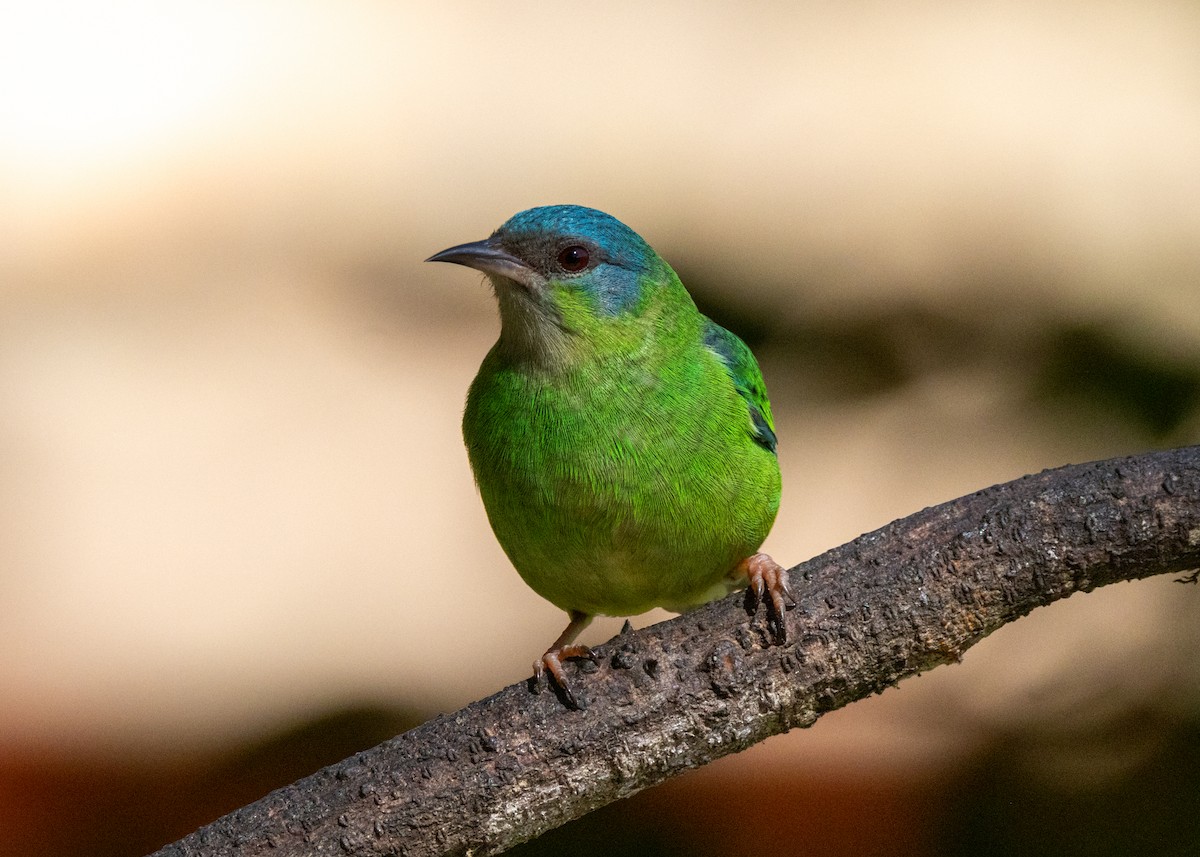 Blue Dacnis - ML620506269