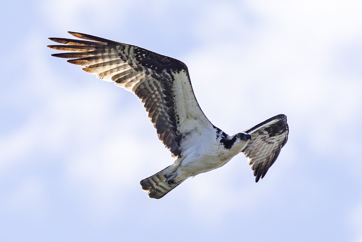 Osprey - ML620506271