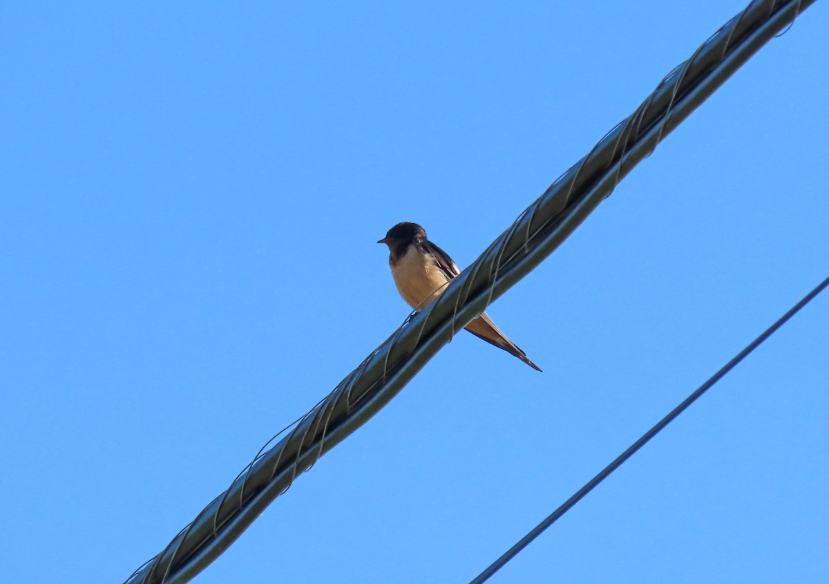 Golondrina Común - ML620506278