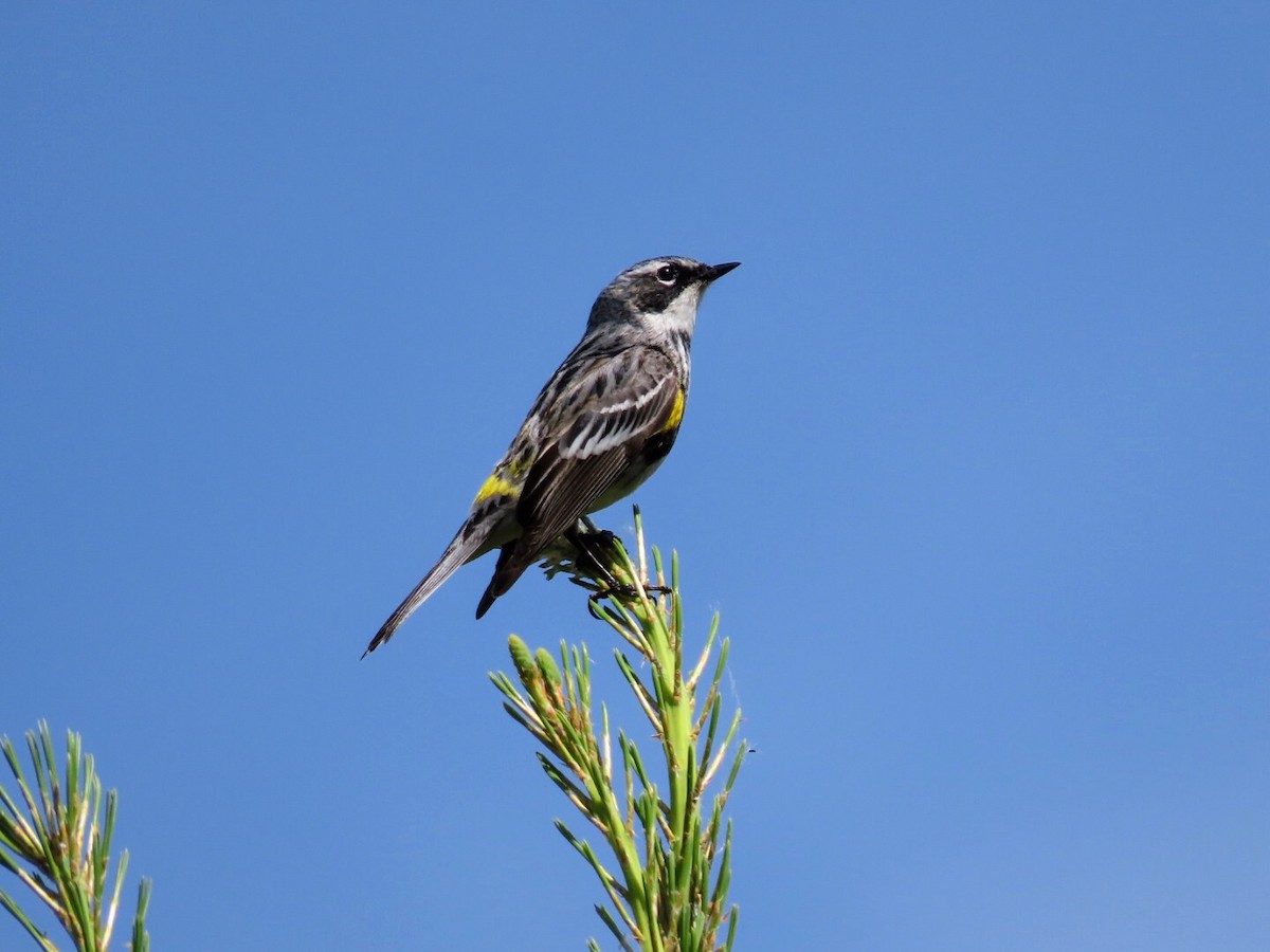 Yellow-rumped Warbler - ML620506288