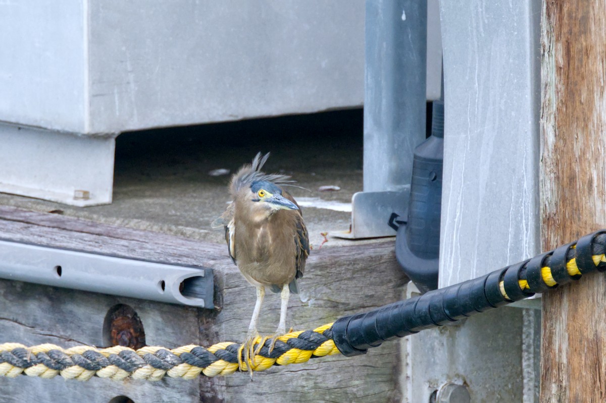 Striated Heron - ML620506291