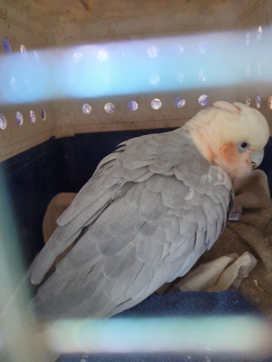 Galah x Little Corella (hybrid) - ML620506294