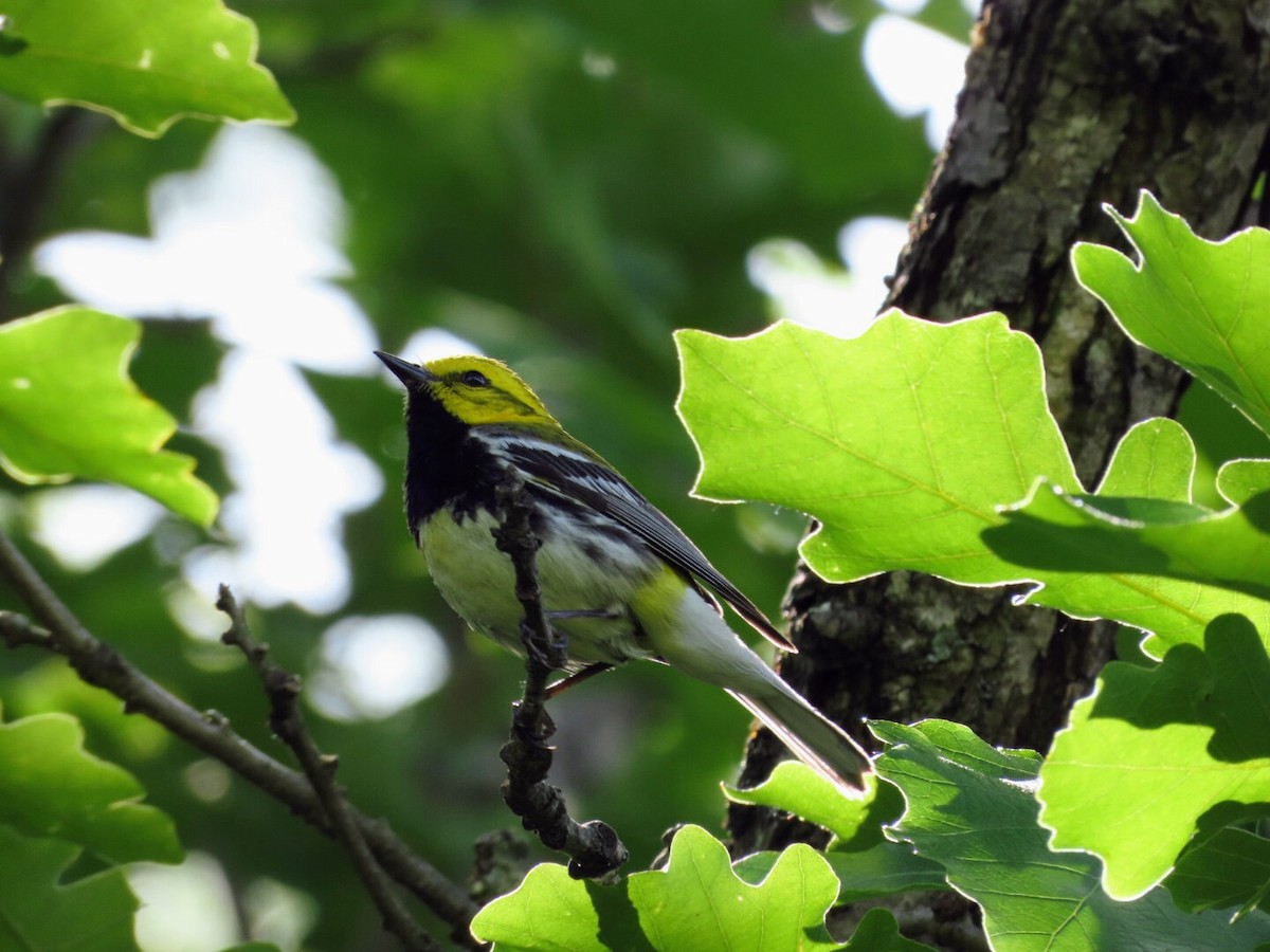 Black-throated Green Warbler - ML620506299