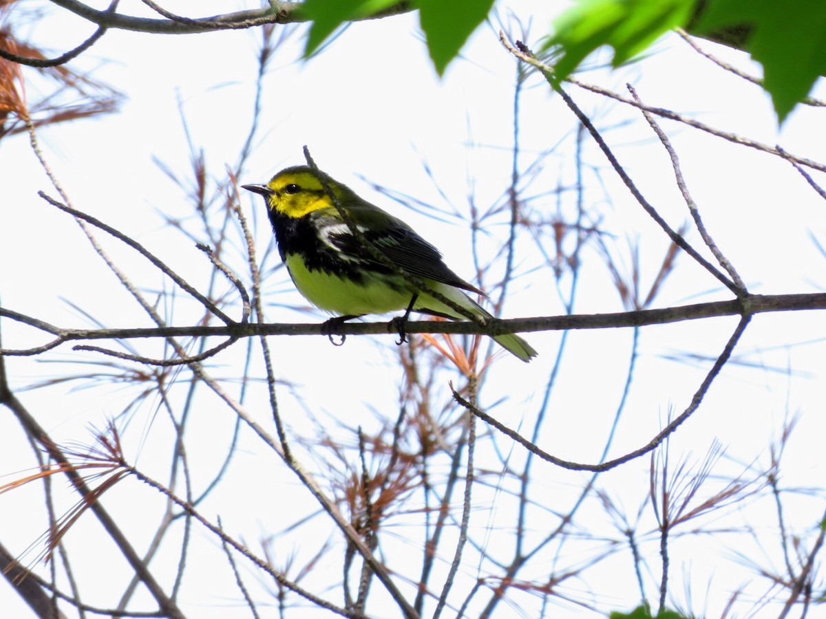 Black-throated Green Warbler - ML620506303
