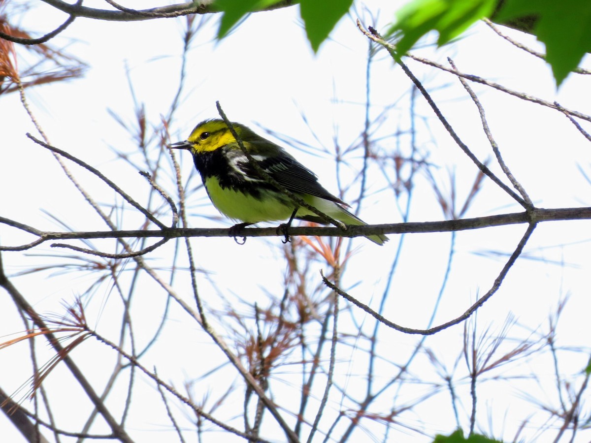 Black-throated Green Warbler - ML620506304