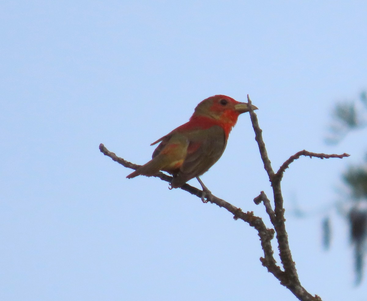 Summer Tanager - ML620506305