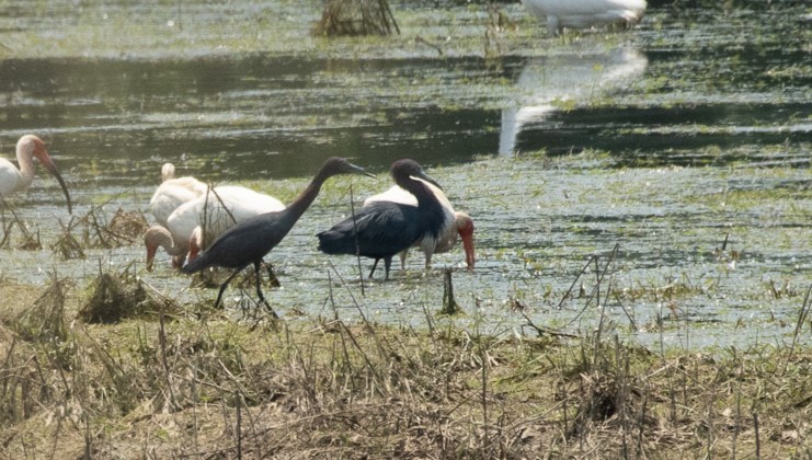 Little Blue Heron - ML620506306