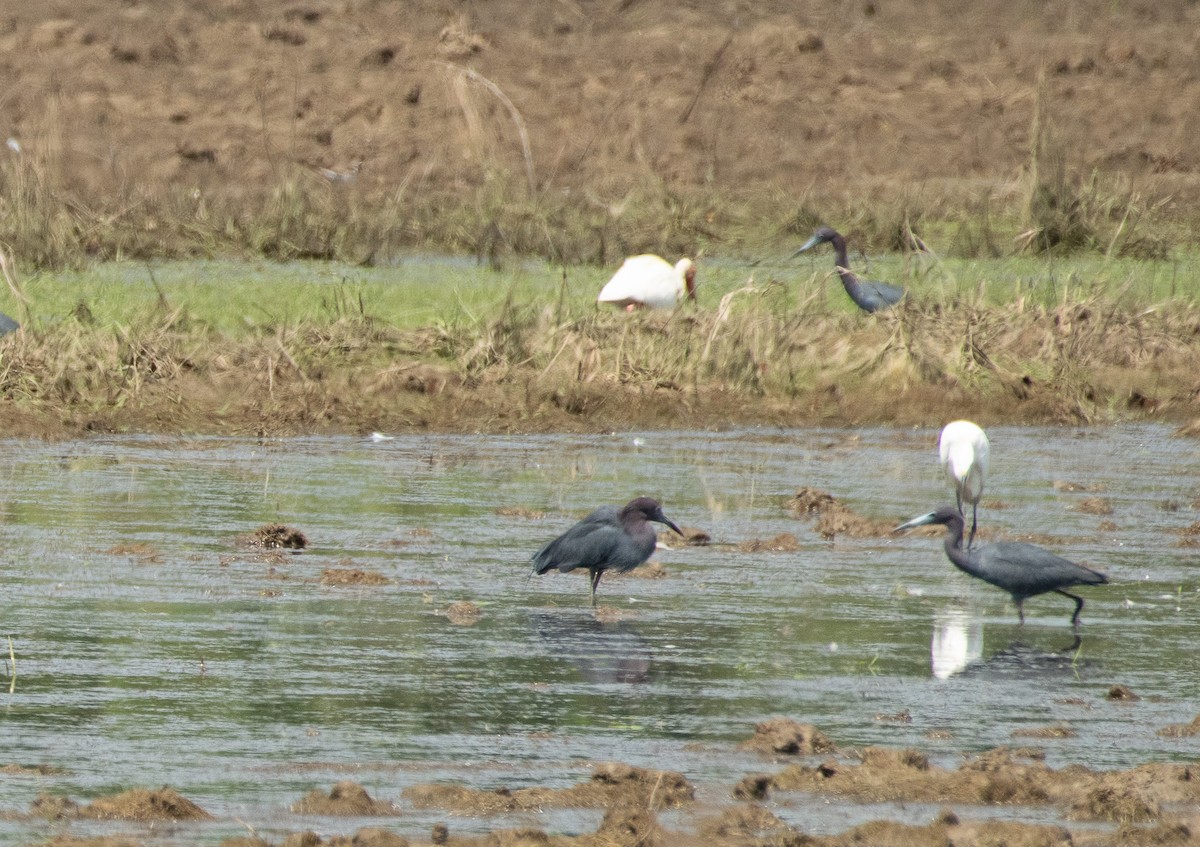 Little Blue Heron - ML620506307