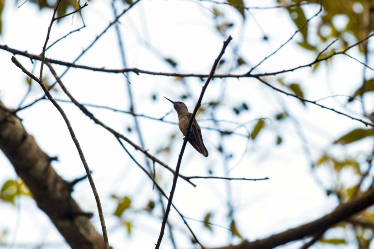 Scaly-breasted Hummingbird - ML620506310