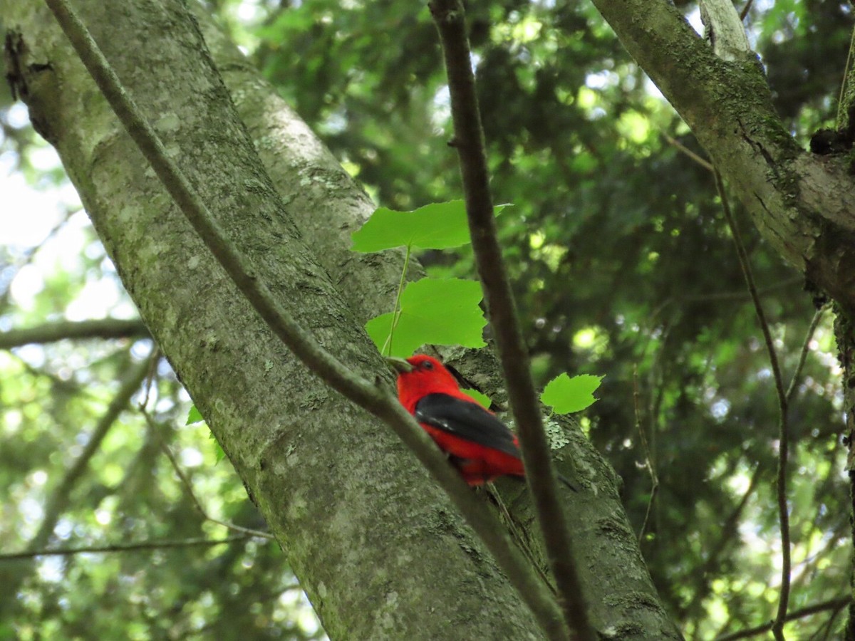 Scarlet Tanager - ML620506312
