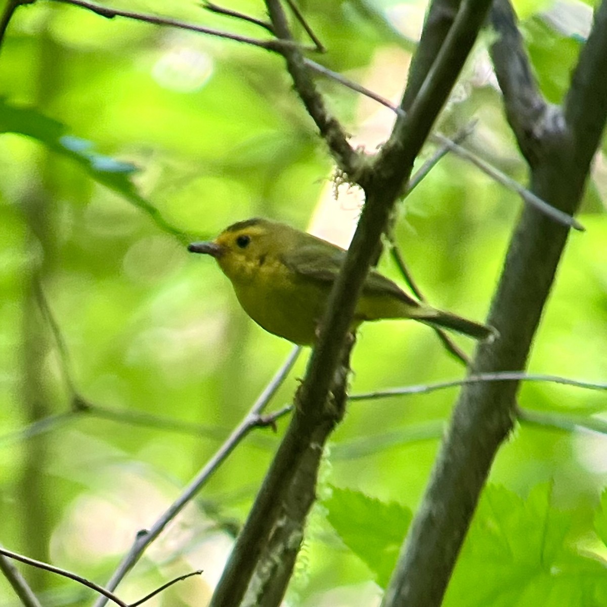 Wilson's Warbler - ML620506313