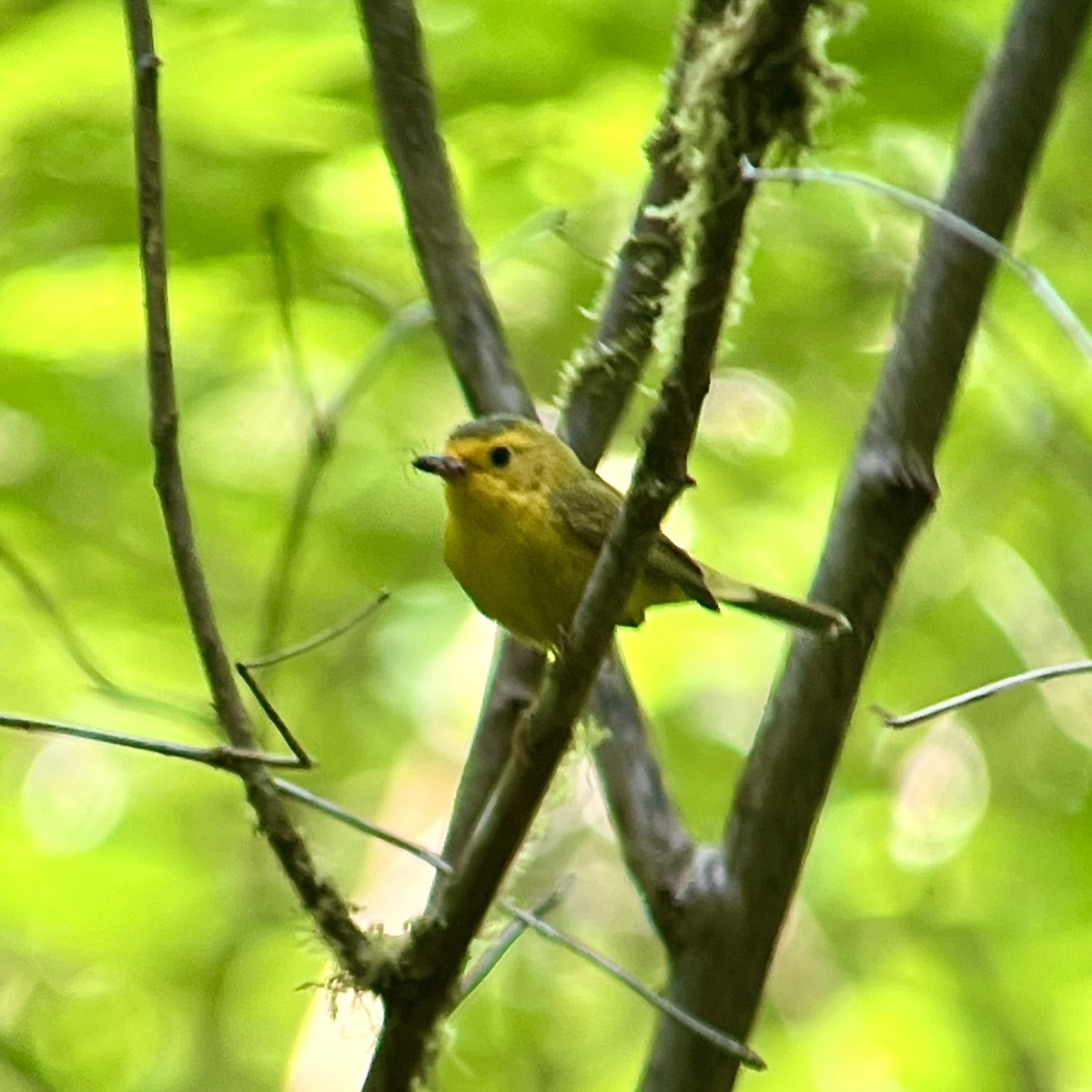 Wilson's Warbler - ML620506314