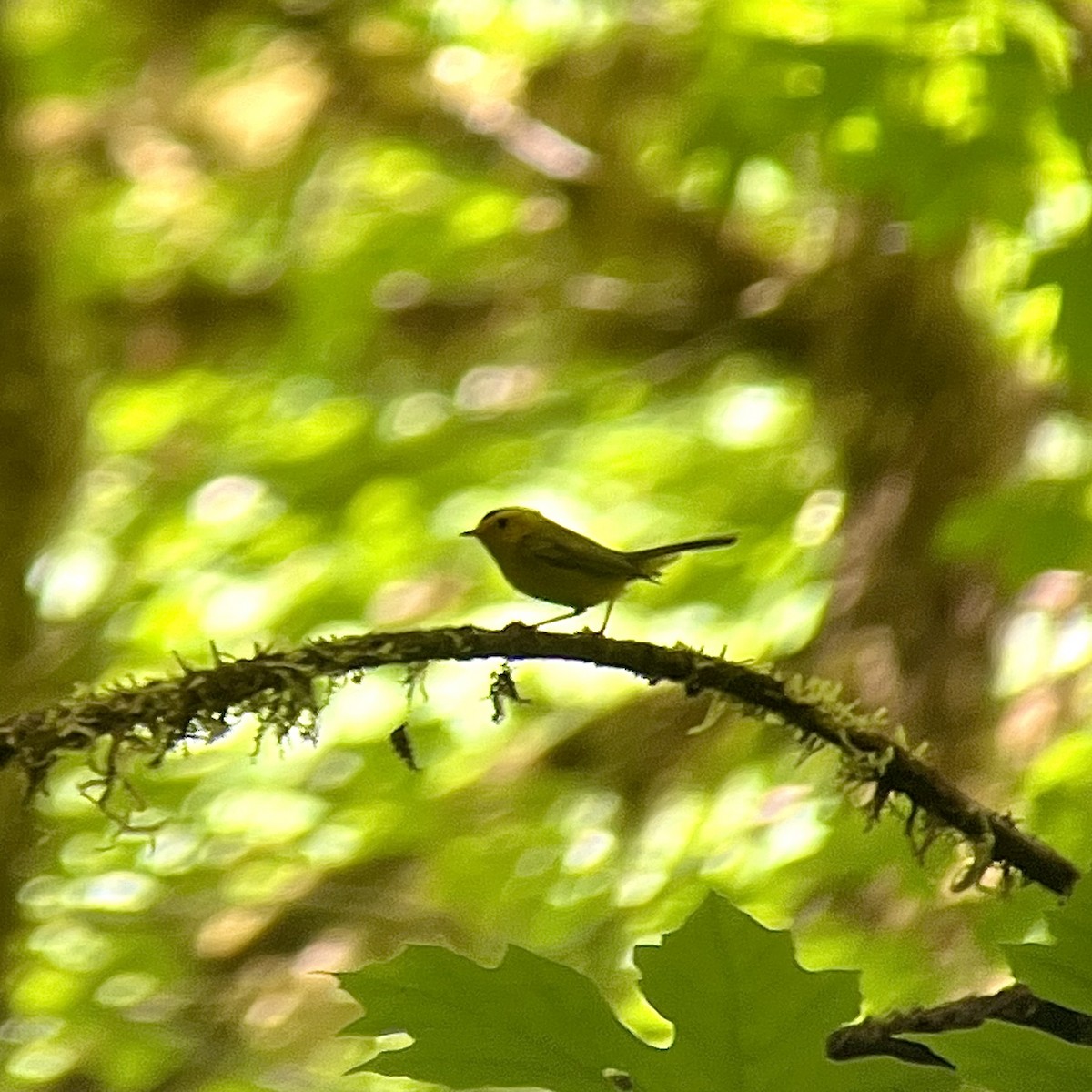 Wilson's Warbler - ML620506315