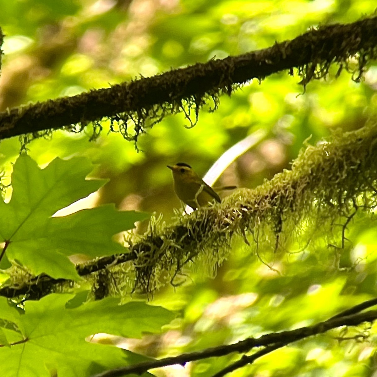 Wilson's Warbler - ML620506316