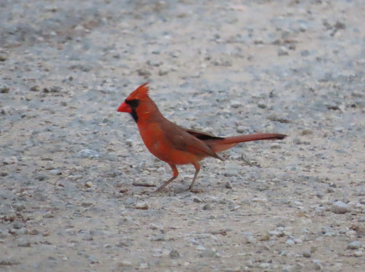 Cardinal rouge - ML620506317