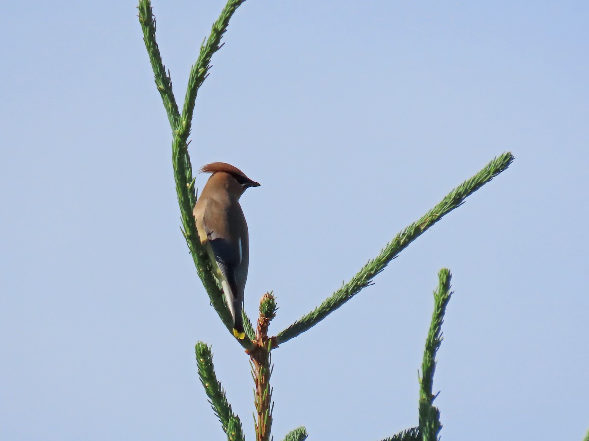 Cedar Waxwing - ML620506318