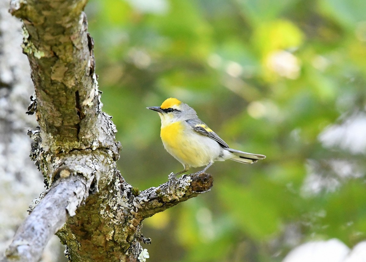 Goldflügel- x Blauflügel-Waldsänger (F1-Hybrid) - ML620506320