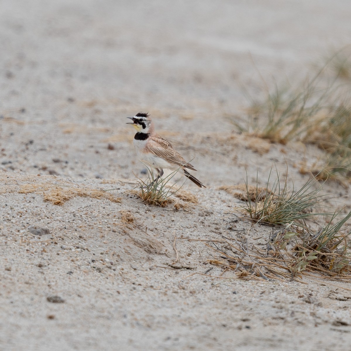 Horned Lark - ML620506321