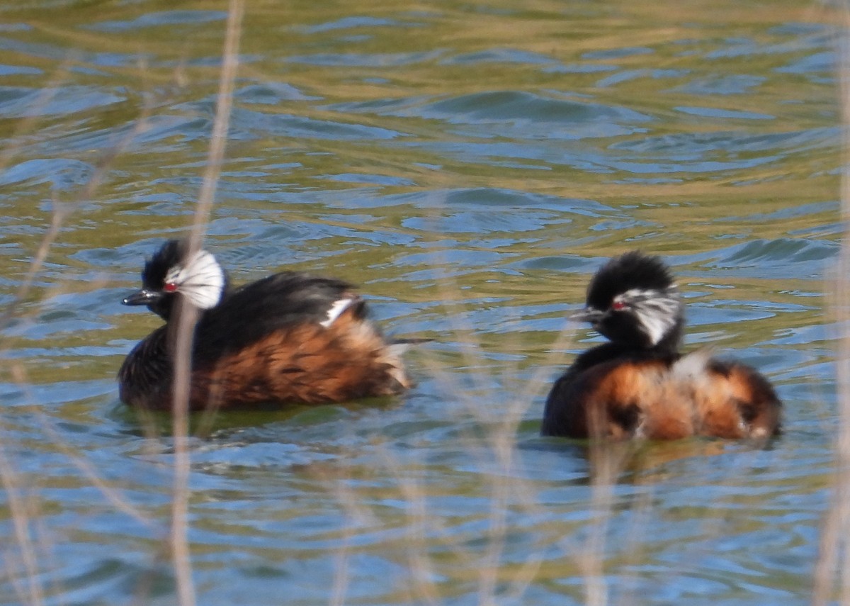 White-tufted Grebe - ML620506323