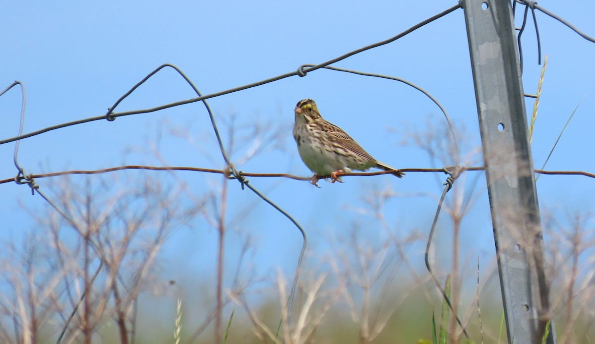 Savannah Sparrow - ML620506325