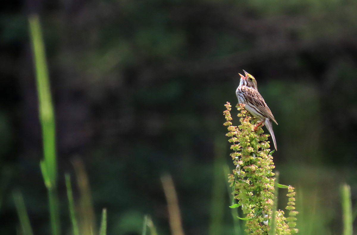 Savannah Sparrow - ML620506334