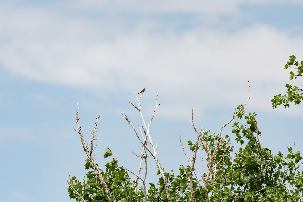 Western Kingbird - ML620506335