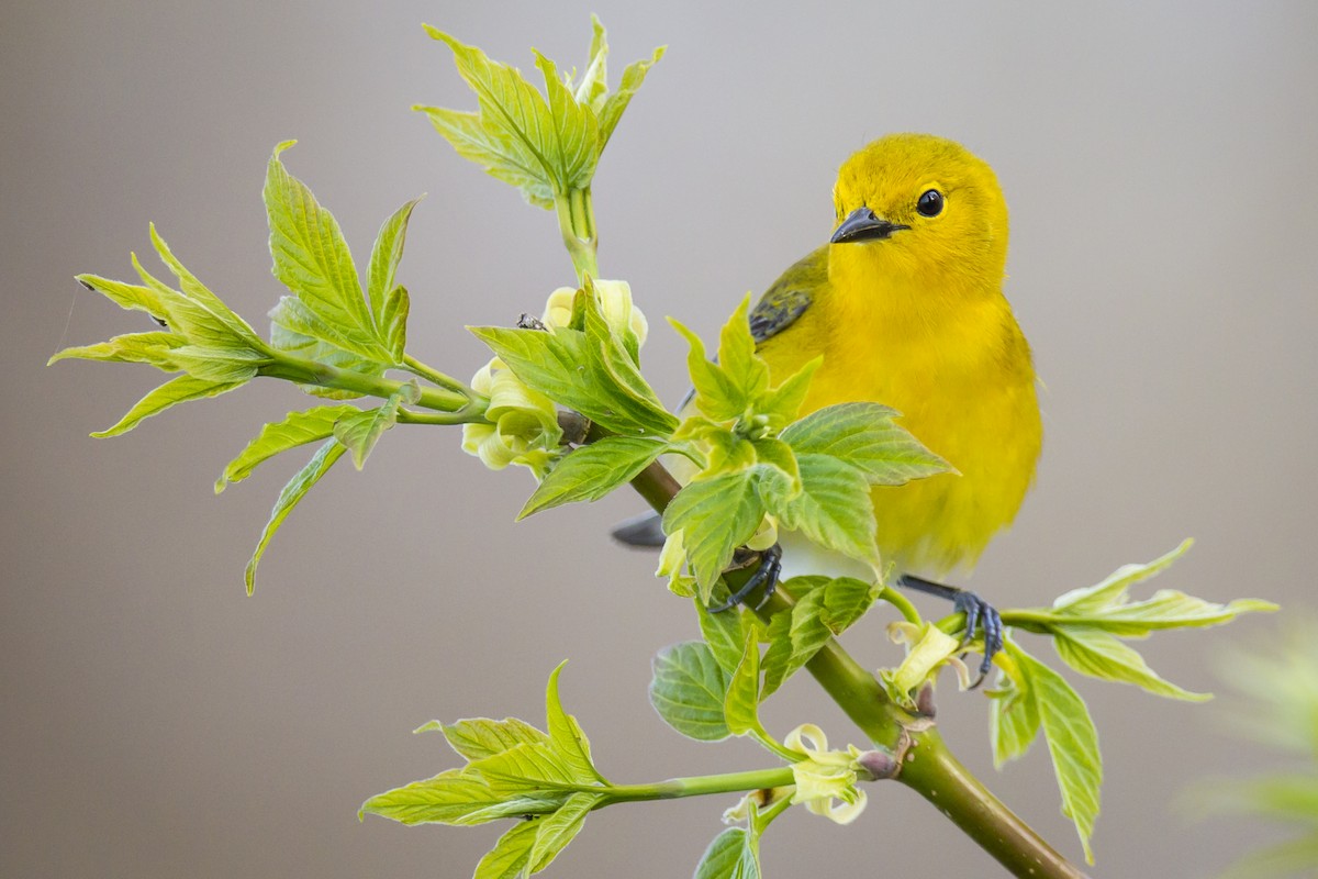 Prothonotary Warbler - ML620506338