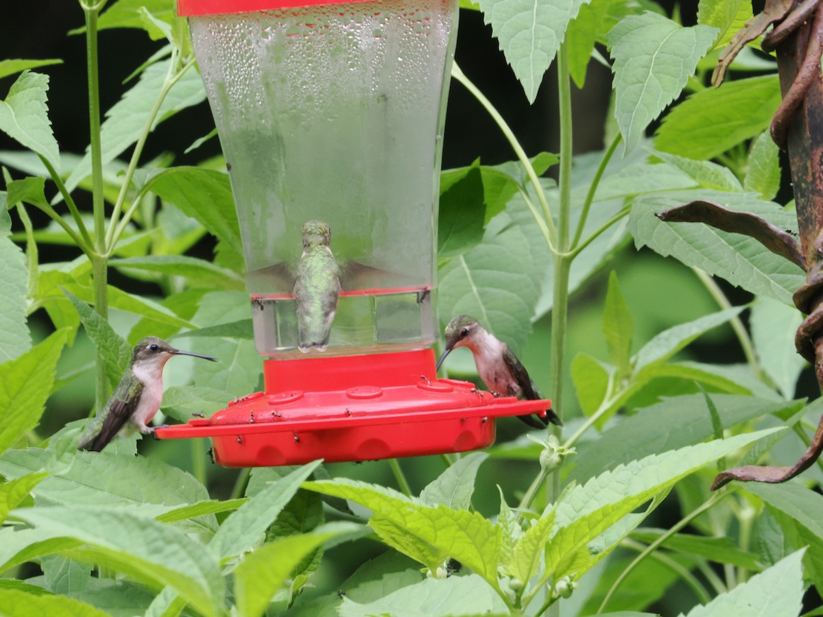 Colibri à gorge rubis - ML620506341