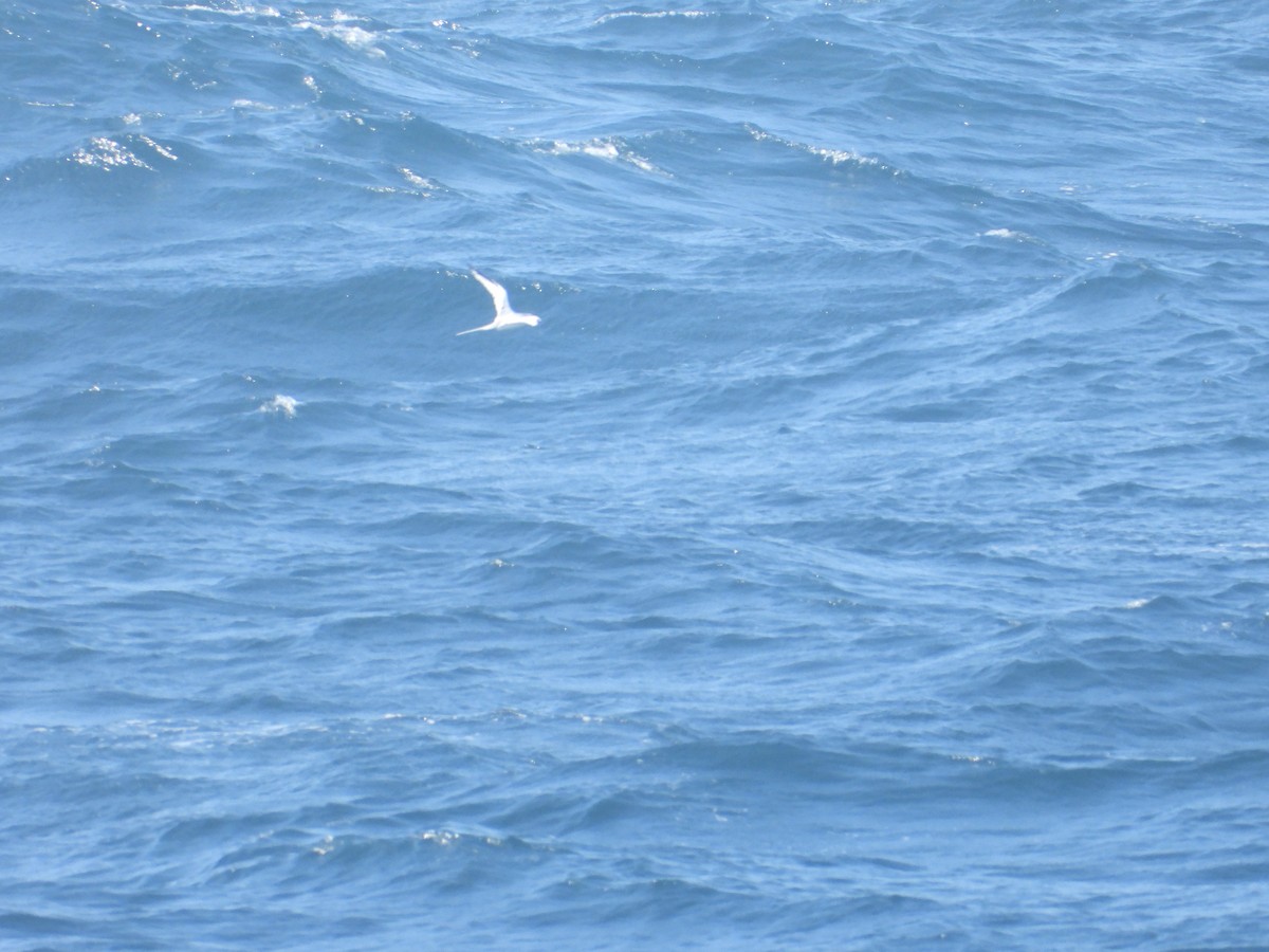 Red-billed Tropicbird - ML620506343